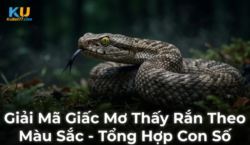 Giải Mã Giấc Mơ Thấy Rắn Theo Màu Sắc - Tổng Hợp Con Số